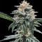 Triple Scoop feminized seeds