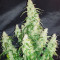 Big Bang Auto (GHS)