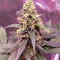 Graines de cannabis GG#4 Original Glue (Cali Buds Seeds)