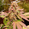 Green Crack Auto Seeds