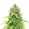 Green Crack (Herbies Seeds)