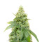 Gummy Skunk Fast Version Feminized Seeds (Easy Grow Seeds)