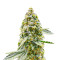 Hero Cookies Feminized Seeds (AlphaFem Seeds)