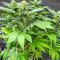 I'm Alive Feminized Seeds (AlphaFem Seeds)