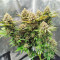 Lemon Haze Fast Version (Herbies Seeds)