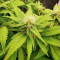 Original Glue Seeds