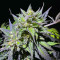 Purple Lemonade Fast Flowering (Fast Buds)