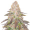 Red Hot Cookies Feminized Seeds (Sweet Seeds)