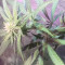 Gelato x Girl Scout Cookies (Herbies Seeds)