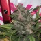 Vente de graines de cannabis LSD-25 Auto (Fast Buds)