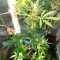 West Coast O.G. Seeds