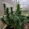 Semi di cannabis fem Gelato Auto in vendita