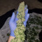 Girl Scout Cookies Seeds (Blimburn Seeds) - Cannabis Strain Seeds for Sale