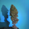 Purple Punch Seeds (Barney's Farm) - Cannabis Strain Seeds for Sale
