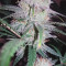 Semi femminizzati Jack Herer in vendita da Green House Seeds