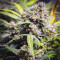 Sementes de maconha fem da Auto Northern Lights Original para venda