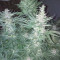 Grandaddy Banner Seeds - Cannabis Strain Seeds for Sale