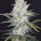 Mimosa Cake Auto fem cannabis seeds for sale