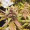 Purple Punch Seeds (Fast Buds) - Cannabis Strain Seeds for Sale