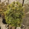 Achetez des graines féminisées Godzilla Original Glue GG#4 par Herbies Seeds