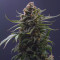 Buy Laughing Buddha seeds by Barney's Farm