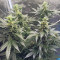 Amnesia Autoflower จาก Seedstockers