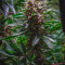 Purple Punch Cookies จาก Original Sensible Seeds