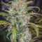 Stardawg auto fem: seeds for sale, strain information and customer reviews