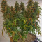 CBD Auto 1:1 (CBD Crack) feminized seeds for sale