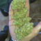 Auto Gorilla Blue Seeds - Cannabis Strain Seeds for Sale