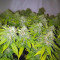 Honey Cream Fast Flowering fem cannabis seeds for sale