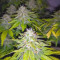 Honey Cream Fast Flowering fem cannabis seeds for sale