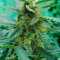 Wedding Cake Auto feminized seeds for sale by Original Sensible Seeds