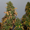 Runtz XL Auto feminized seeds for sale: information and reviews