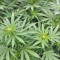 Achetez des graines féminisées Mimosa Shot par Herbies Seedbank