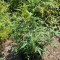 Compre sementes feminizadas Critical XXL Auto da Herbies Seeds