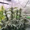 All The Sauces R1 Feminized Seeds (Ethos Genetics)