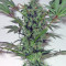 Arjan's Strawberry Haze (GHS)