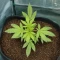 Auto Frozen Biscotti Seeds (Dutch Passion)