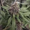 Auto Strawberry Soda Seeds (Dutch Passion)