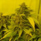 Black Russian Seeds