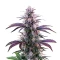 Blueberry Auto Seeds