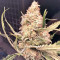 Bubba Delight Regular seeds
