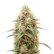 Graines de cannabis CBD Bomb (Bomb Seeds)