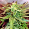 Gorilla Auto (GG#4 Original Glue Auto) (Expert Seeds)