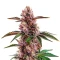 Gorilla Sherbet Seeds