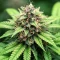 Gorilla Super Glue Seeds