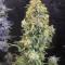 Gorilla Z Seeds