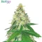 High-THC Bundle #2