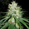Jack Herer Seeds (Seedkeepers)
